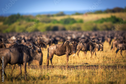 Wildebeest Migration in Masai Mara, Kenya, Africa 
