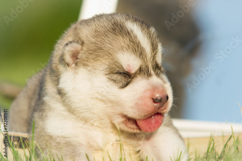 Newborn puppy. Puppy Siberian Husky. Small, cute puppy dog. © voltgroup