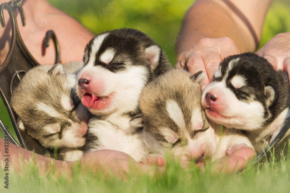 Four puppies Siberian Husky. Litter dogs in the hands of the breeder. Newborn puppies with eyes closed