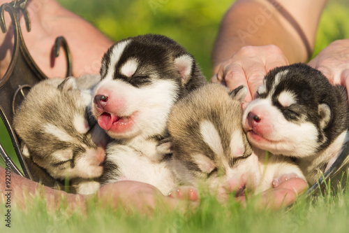 Fototapet Four puppies Siberian Husky