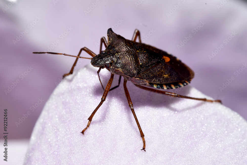 Pentatoma rufipes (Forest ShieldBug) on orchid petal Pentatoma rufipes (Forest ShieldBug) on orchid petal