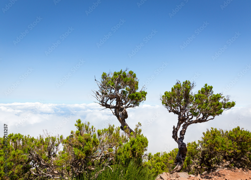 Trees above the clouds