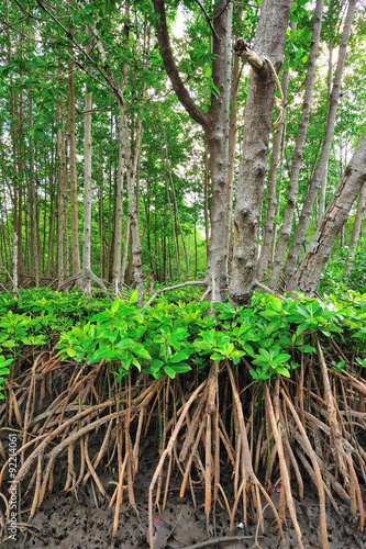 mangrove