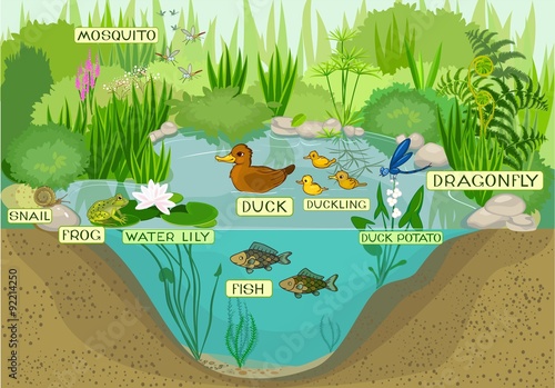 ecosystem of pond