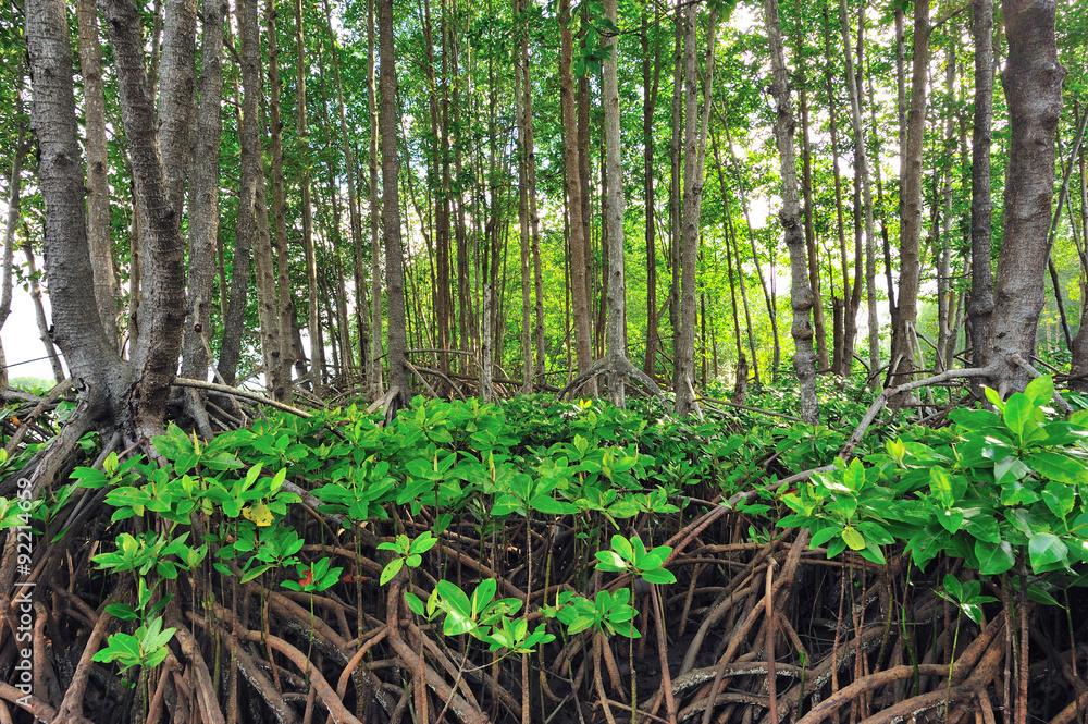 mangrove