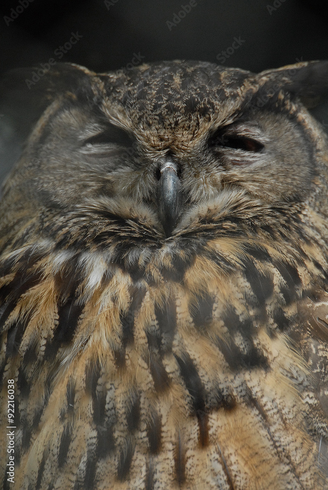 Fototapeta premium ふくろう