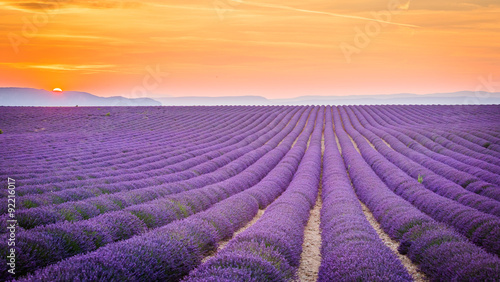 Valensole, Provence, France. Lavender field full of purple flowers