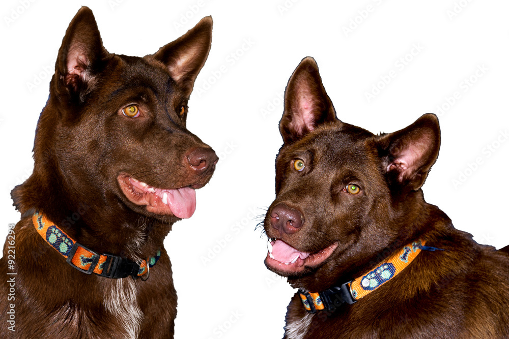 Thailand brown dog. Thailand brown dog.