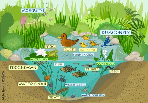 ecosystem of pond
