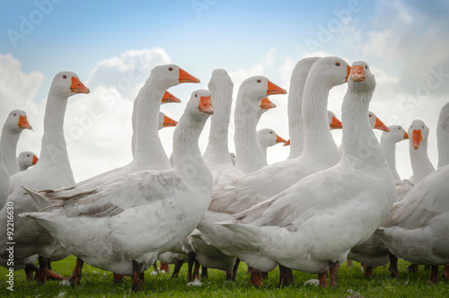 Auf einer Weide laufende Gänse, Gegenlicht