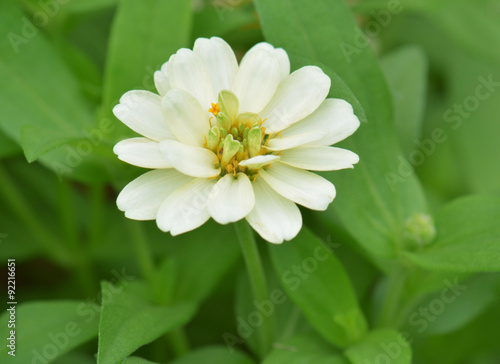 close up of zinnia flowers