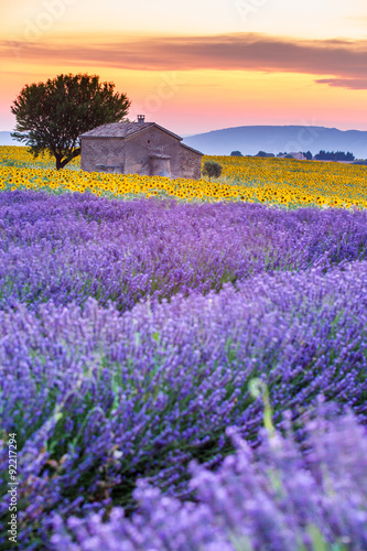 Valensole, Prowansja, Francja. Lawendowe pole pełne fioletowych kwiatów