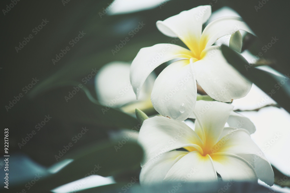 Obraz premium White frangipani flower on tree