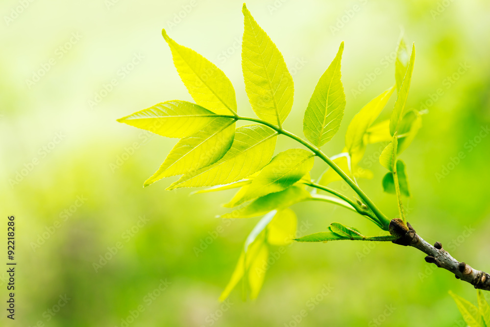 Fototapeta premium Green leaves in sunlight on yellow background,shallow focus. Spring background.