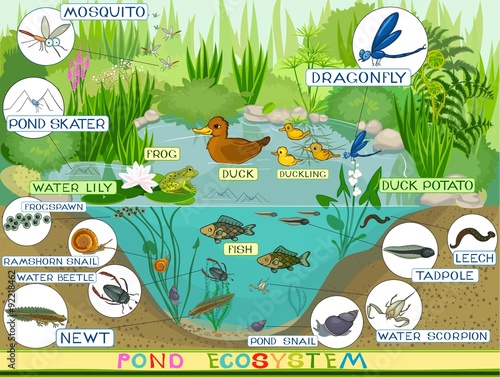 ecosystem of pond