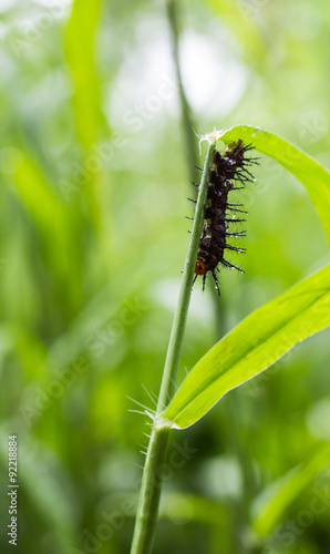 A caterpillar crawling on the grass shoots close-up © kurapy
