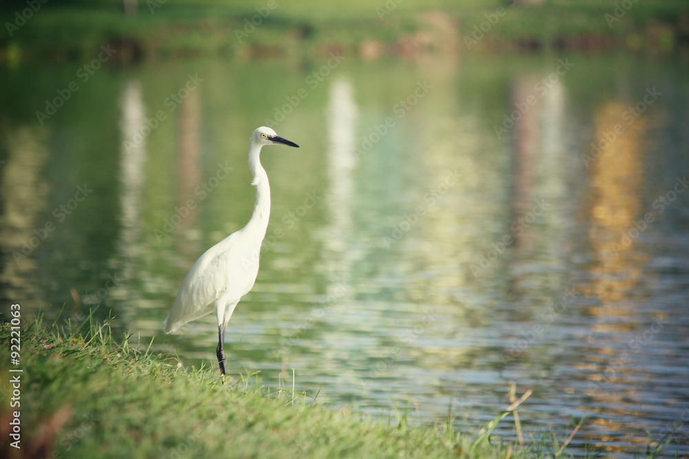 Obraz premium Stork bird