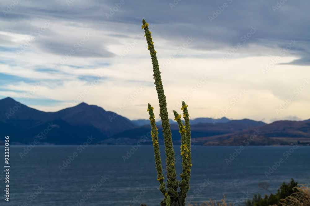 Königskerzen (Verbascum giganteum)