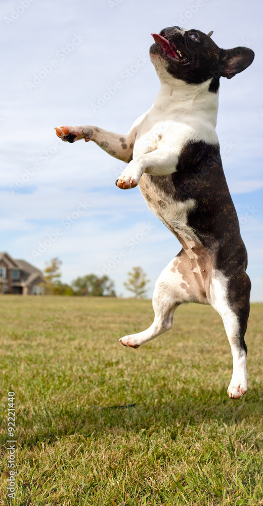 Silly French bulldog in mid air with tongue out looking left