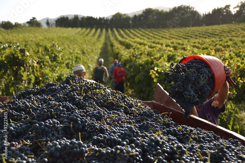 Vendemmia