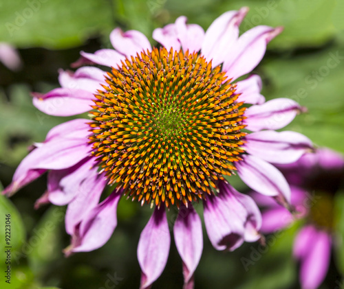 Echinacea purpurea