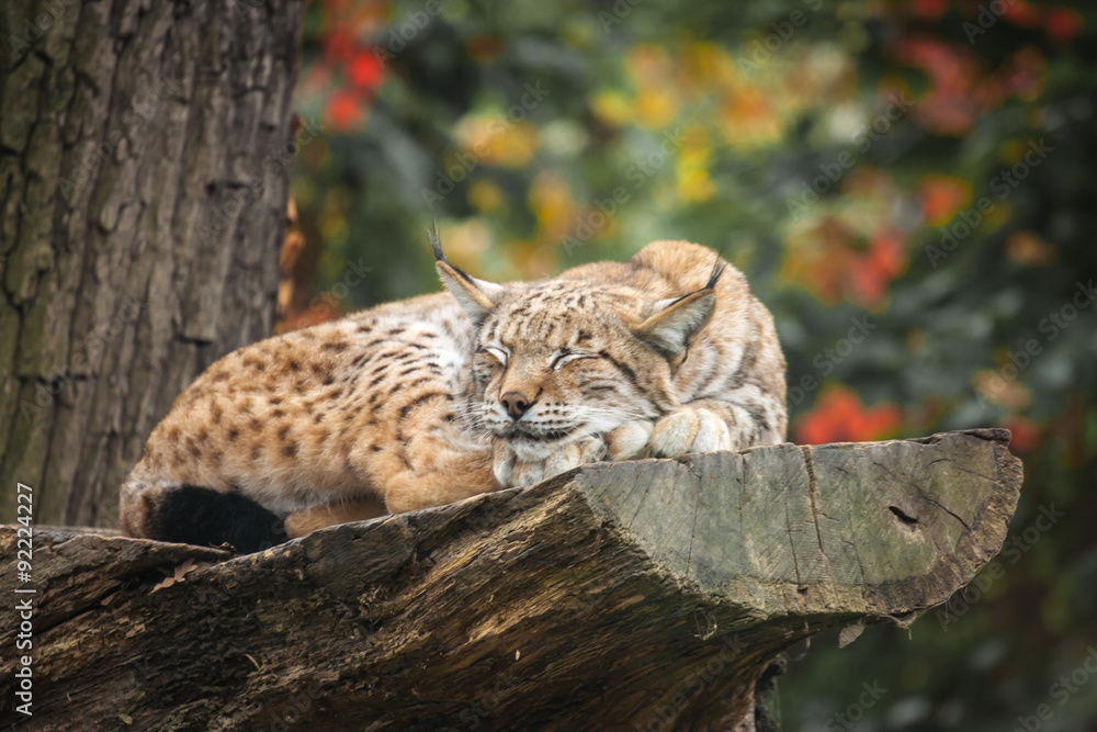 Obraz premium Eurasian lynx sleeping on a tree