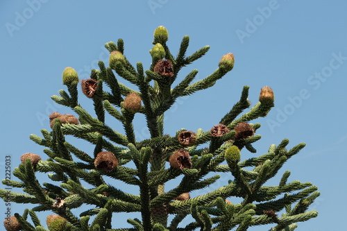 Blüten und Zapfen einer Araukarie,  Araucaria areucana, Andentanne photo