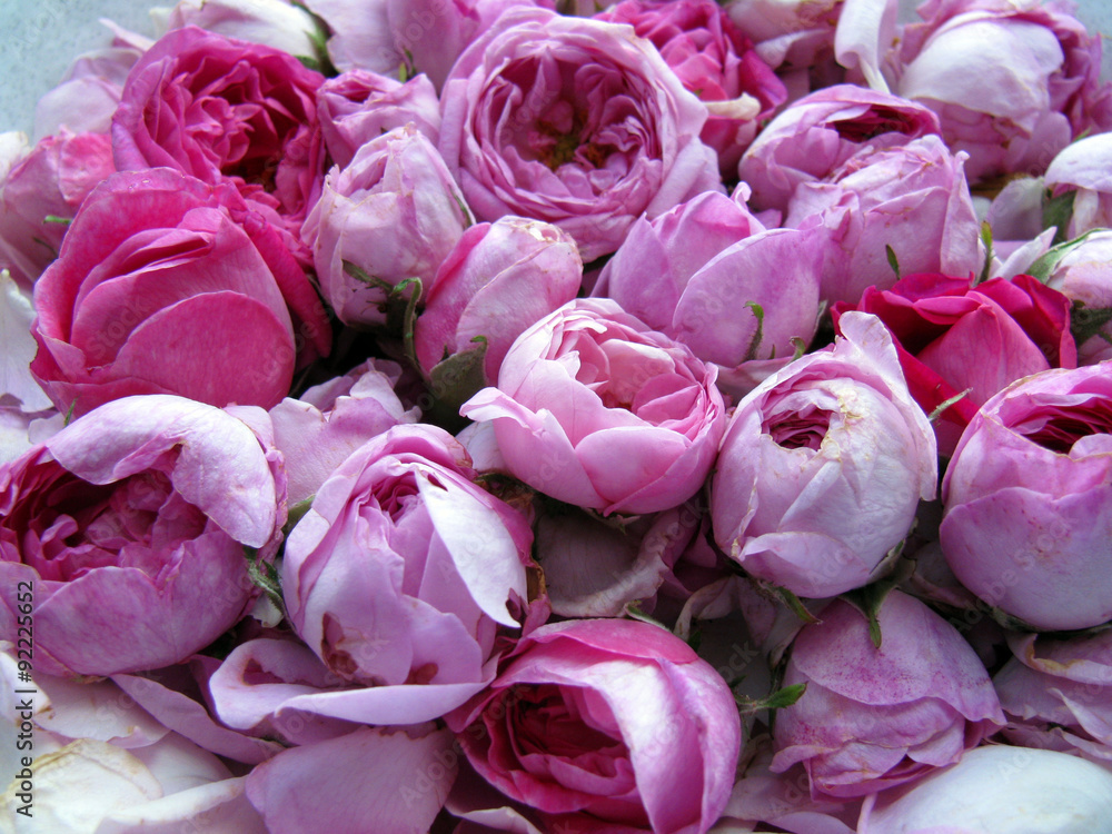 Obraz premium Freshly picked Damask rose heads closeup