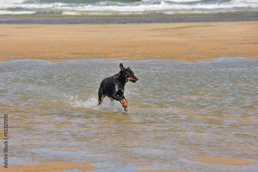 chien courant dans l'eau chien courant dans l'eau