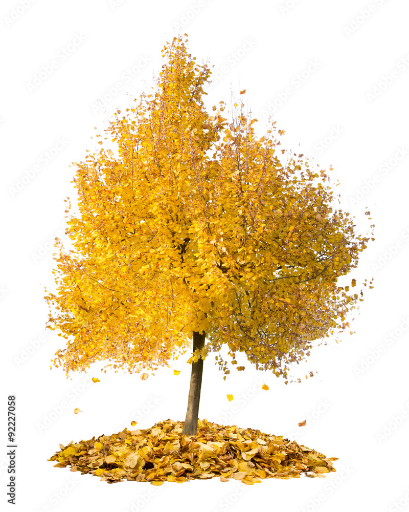 Fototapeta premium Autumn tree