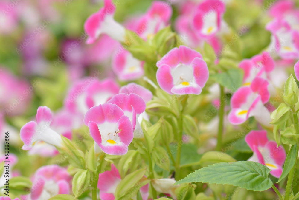 blooming wishbone flower blooming wishbone flower