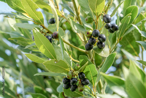 Aromatic evergreen Laurus Nobilis with green and black fruits used to extract essential oil
