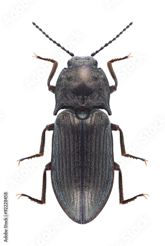 Beetle Selatosomus latus