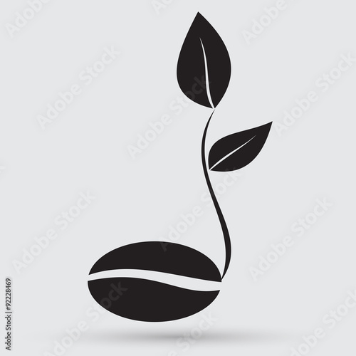 coffee seedlings