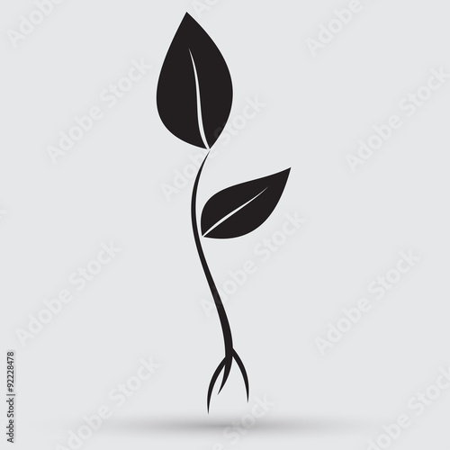 coffee seedlings