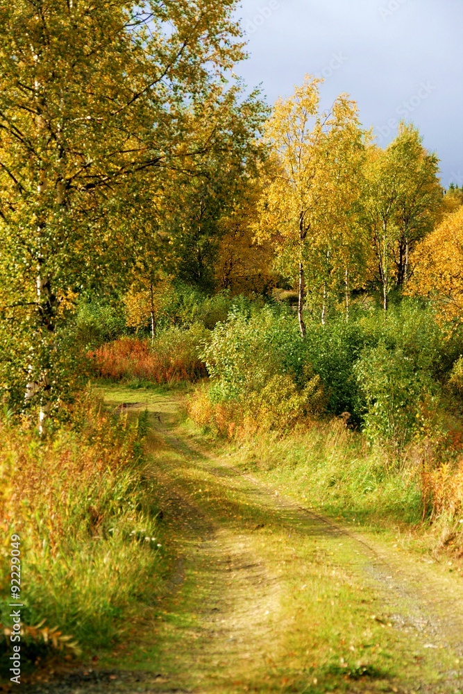 Autumn road