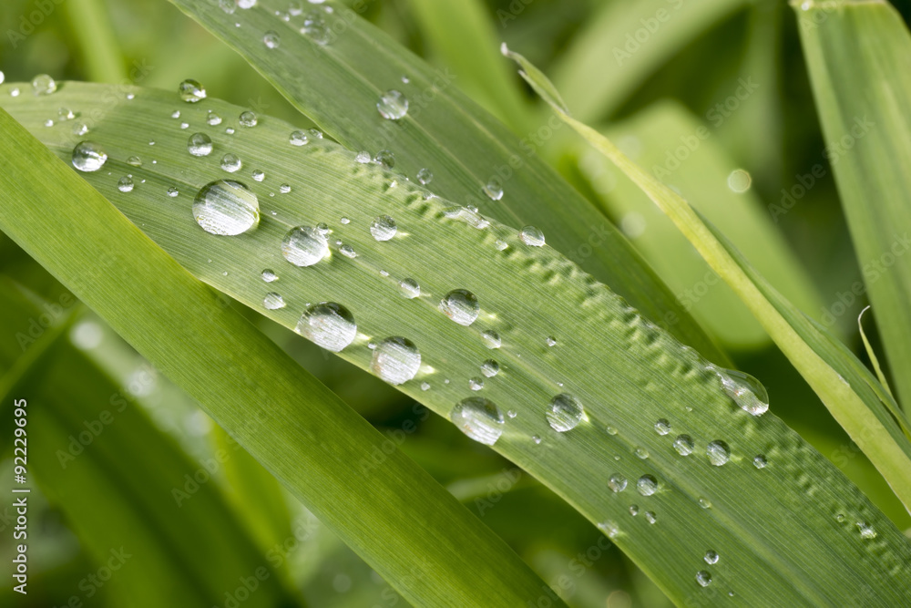 Rain drops on the grass Rain drops on the grass