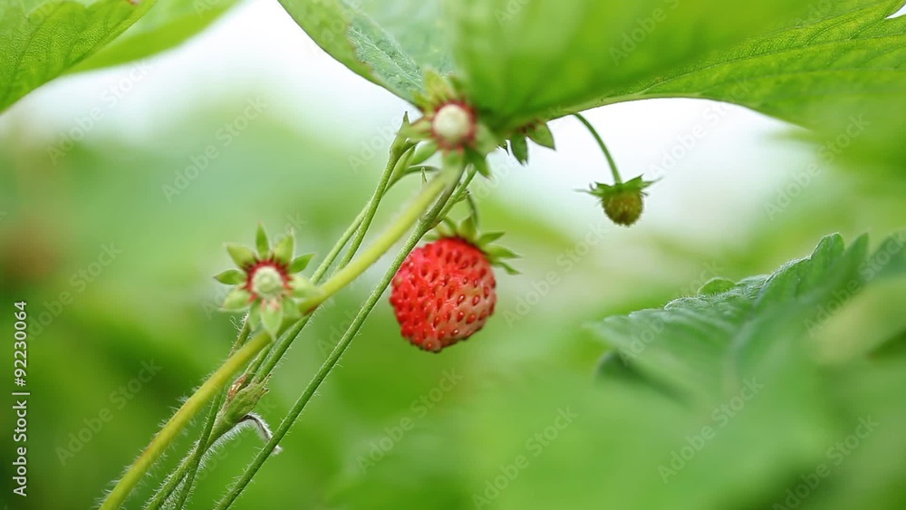 strawberries on a bush in the garden strawberries on a bush in the garden