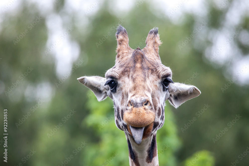 Obraz premium Giraffenzunge