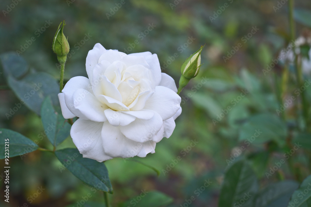 Obraz premium White Rose