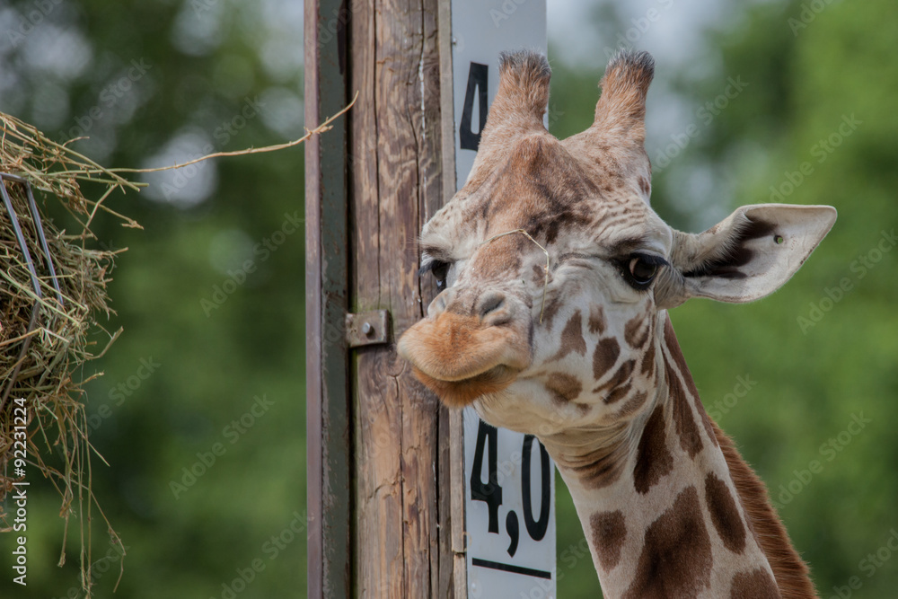 Obraz premium Schlechte Laune