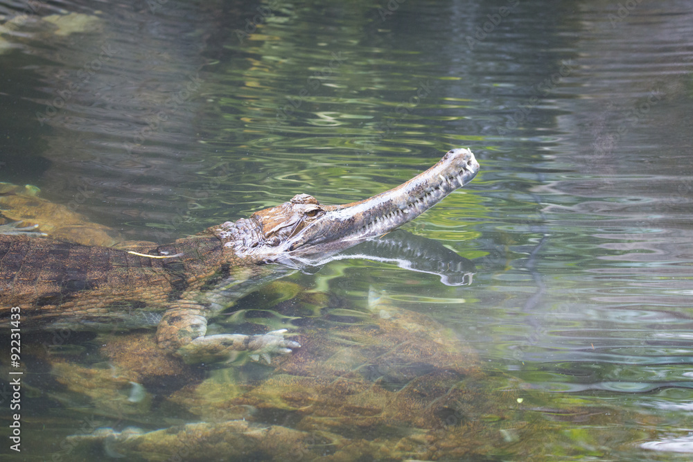 False gharial, Tomistoma schlegelii, water False gharial, Tomistoma schlegelii, water