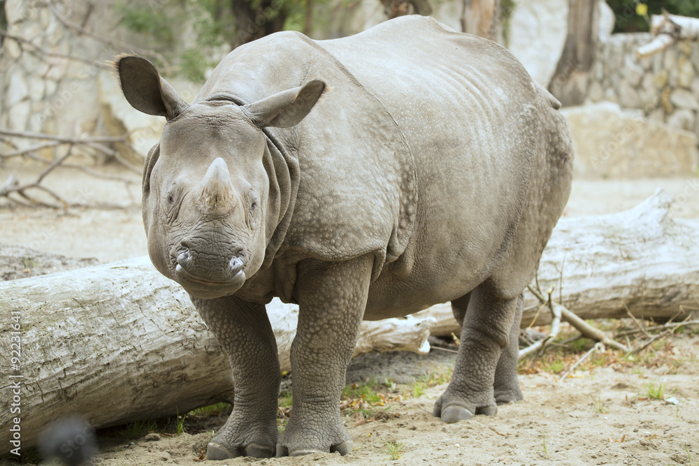 Portrait Indian rhinoceros, Rhinoceros unicornis Portrait Indian rhinoceros, Rhinoceros unicornis