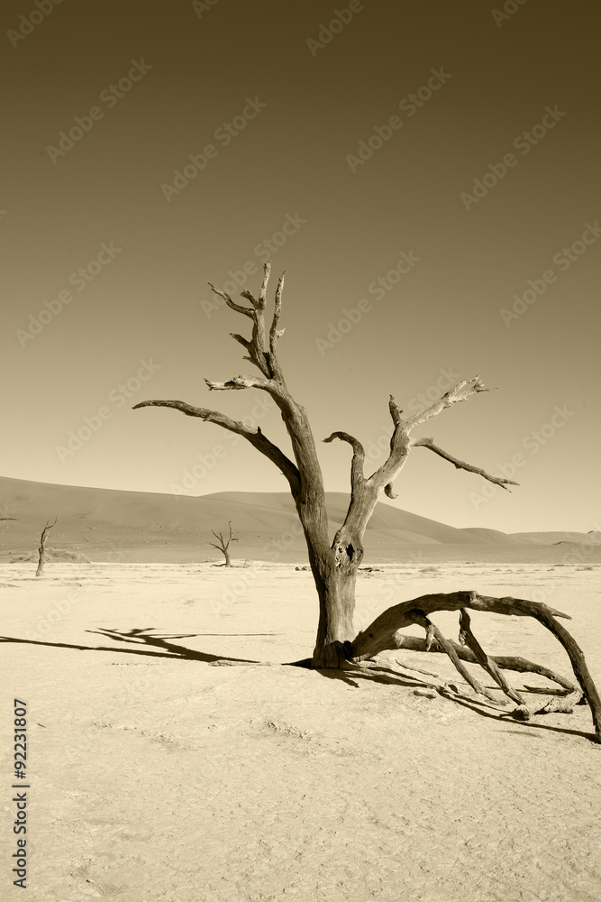 Piante secche nel deserto della Namibia SEPPIA Piante secche nel deserto della Namibia SEPPIA