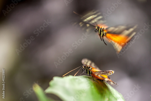 Schmetterlingspaar © Rogle