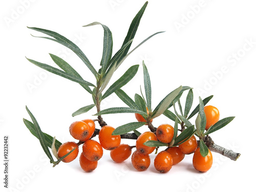 Common sea-buckthorn (Hippophae rhamnoides)