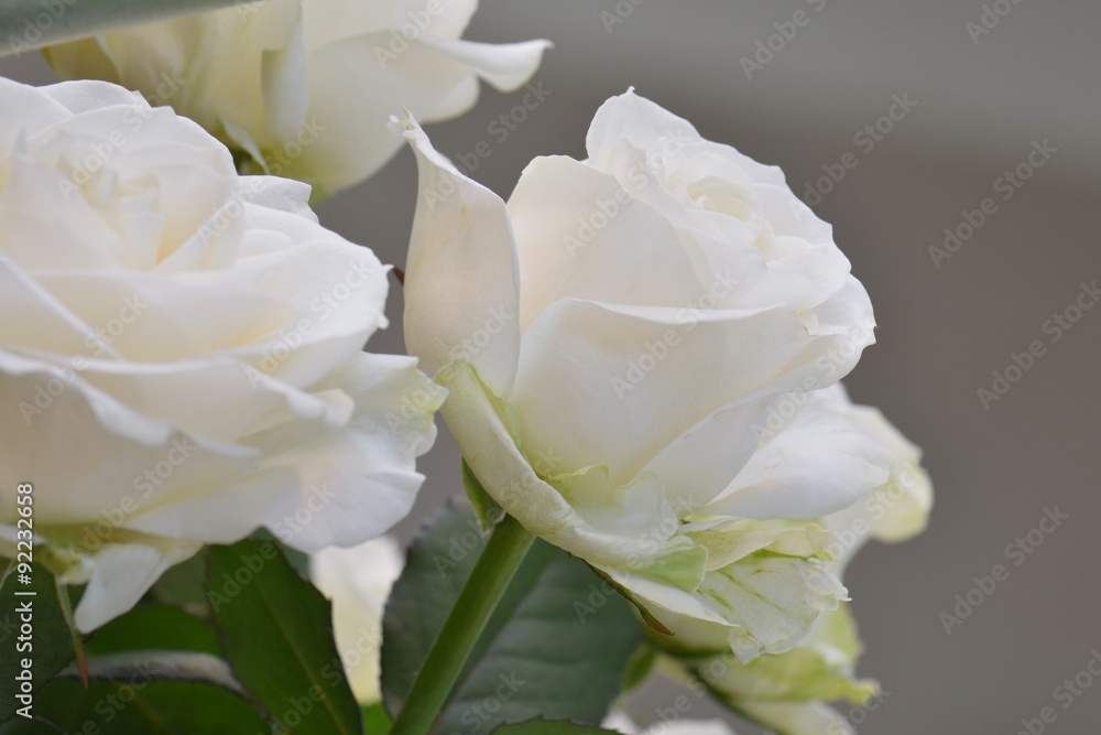 Obraz premium White roses Close up