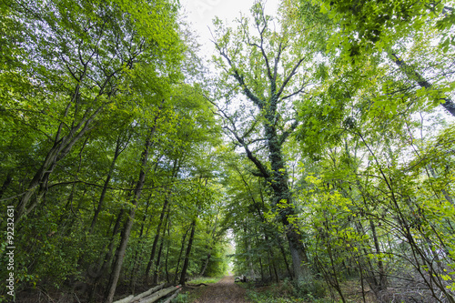 Waldweg