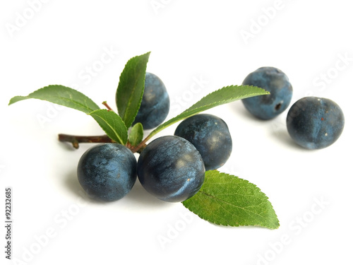 Blackthorn (Prunus spinosa)