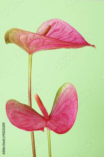 Fototapeta Naklejka Na Ścianę i Meble -  Flamingoblume